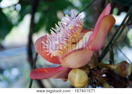 Cannonball flower blooming so lovely and beauty.