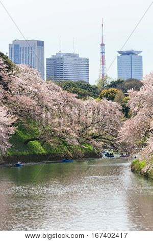 Chidorigafuchi park during the spring season this area is popular sakura spot at Tokyo Japan.