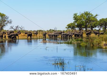 African Elephant Africa Safari Wildlife And Wilderness