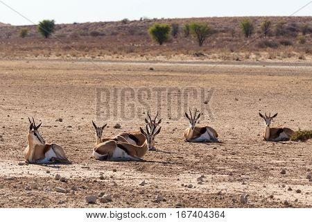 Herd Of Springbok, Africa Safari Wildlife