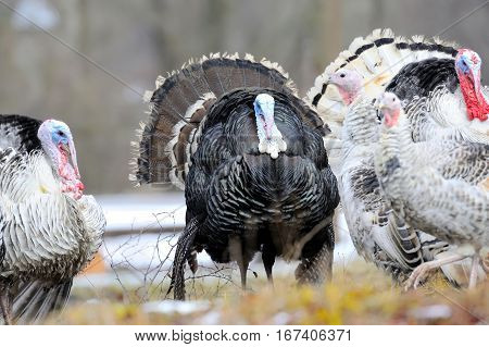Close big wild turkey cock in nature