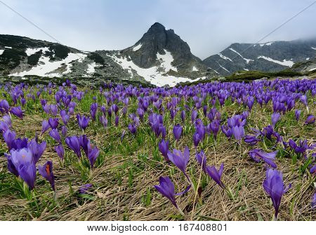 Field of spring time crocuses and Haramiya peak in the Rila Mountains Bulgaria