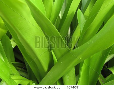 Gröna blad