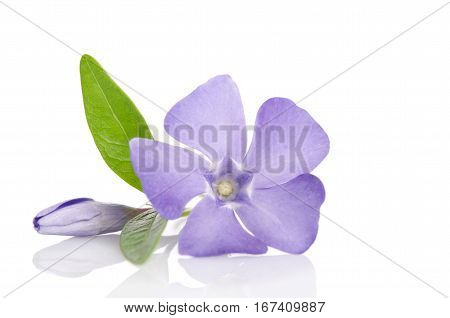 Beautiful blue flower periwinkle on white background