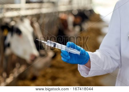 agriculture industry, farming, medicine, animal vaccination and people concept - veterinarian or doctor hand with vaccine in syringe at cowshed on dairy farm