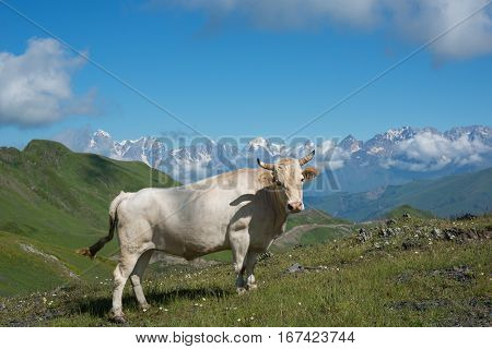 Cow (bull) depastures on alpine meadow. High mountains covered with snow in background.