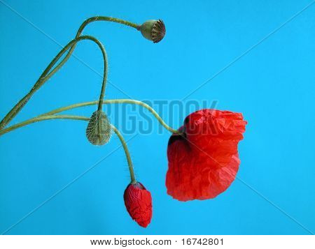 罂粟