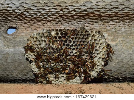 Wasp Nest With Wasps Sitting On It. Wasps Polist. The Nest Of A Family Of Wasps Which Is Taken A Clo
