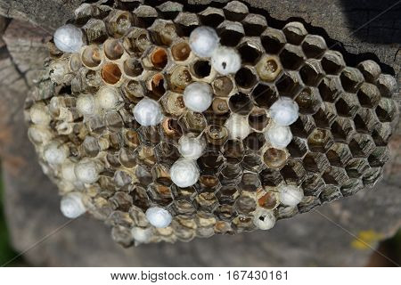 Wasp Nest With Wasps Sitting On It. Wasps Polist. The Nest Of A Family Of Wasps Which Is Taken A Clo