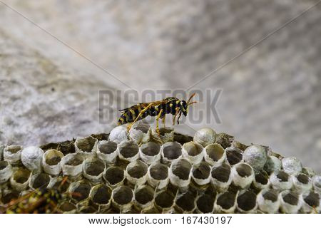 Wasp Nest With Wasps Sitting On It. Wasps Polist. The Nest Of A Family Of Wasps Which Is Taken A Clo