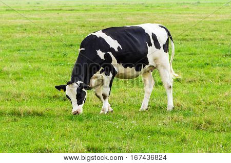 Cow On A Pasture