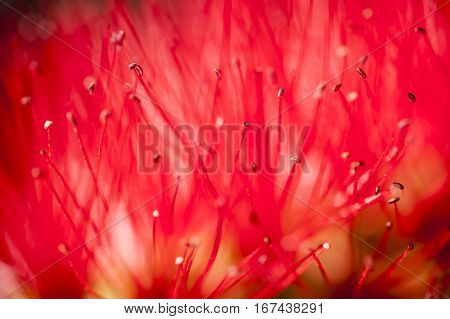 Flowers of Melaleuca viminalis weeping bottlebrush creek bottlebrus plant in the myrtle family Myrtaceae endemic to New South Wales Queensland and Western Australia.