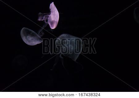 Jellyfishes in an aquarium swim and glow in the dark