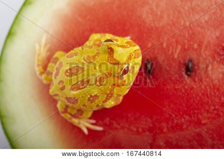 Argentine Horned Frog (Ceratophrys ornata) is on watermelon also known as the Argentine wide-mouthed frog or ornate pacman frog from the grasslands of Argentina Uruguay and Brazil.