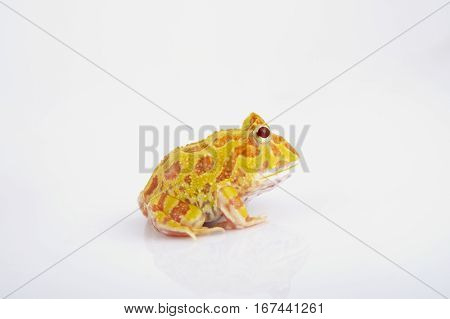 Argentine Horned Frog (Ceratophrys ornata) also known as the Argentine wide-mouthed frog or ornate pacman frog from the grasslands of Argentina Uruguay and Brazil. Isolated on white.