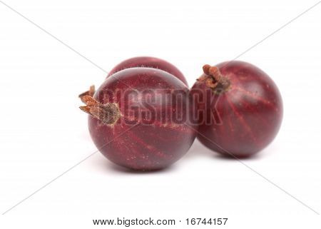 Agrest Grossularia, Eatberry,