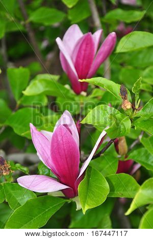 Purple Magnolia (magnolia Liliiflora)