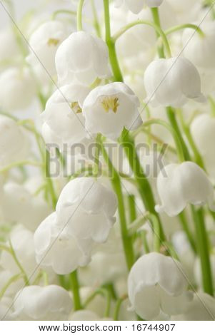 Nowdrop