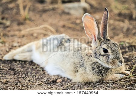 Baby jackrabbit laying down and resting on the ground
