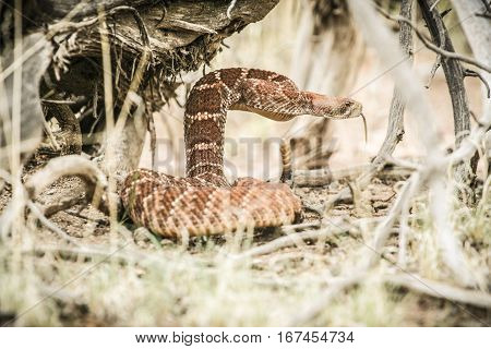 Rattlesnake in the desert with its tongue out