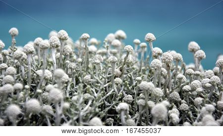 White bushes of wildflowers on the coast along the Great Ocean Road.