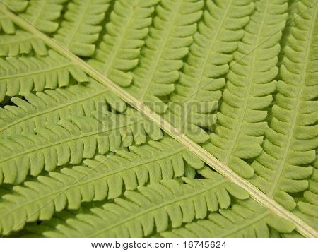 Fern baggrund close-ups