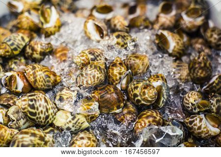 Whelks On Ice