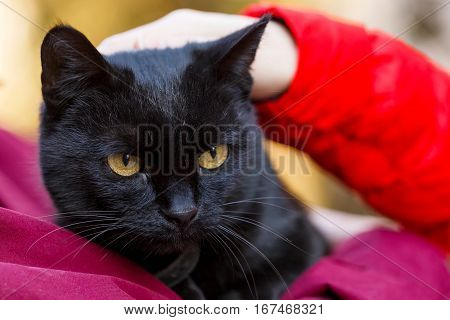 Portrait photo of beautiful friendly black cat