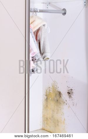 Persistent mold in wardrobe on wall and shelves.
