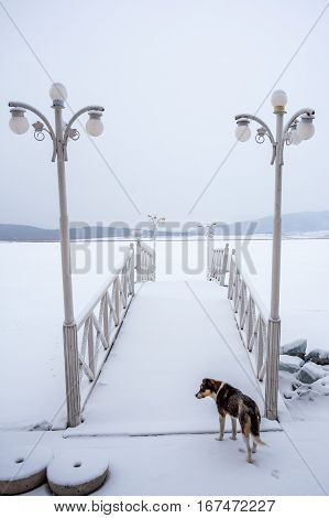 Dog On A Frozen Bazaleti Lake, Dusheti, Georgia