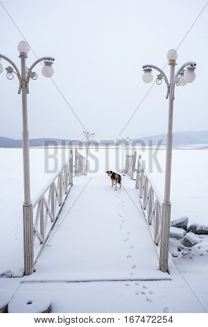 Dog On A Frozen Bazaleti Lake, Dusheti, Georgia