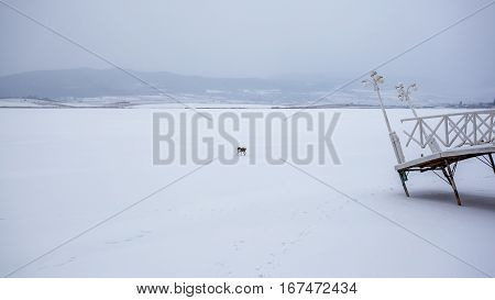 Dog On A Frozen Bazaleti Lake, Dusheti, Georgia