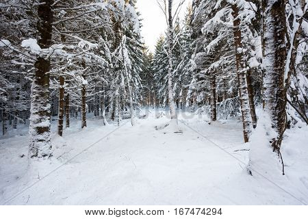 At Baraque Michel there are an lot of trees in the snow at the winter