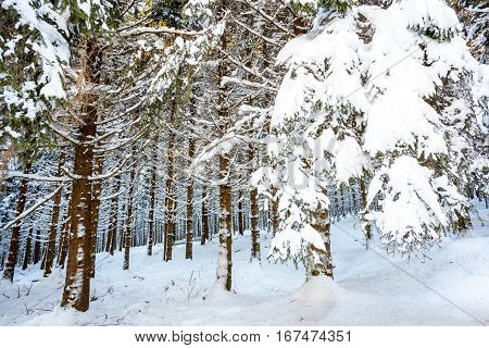 At Baraque Michel there are an lot of trees in the snow at the winter
