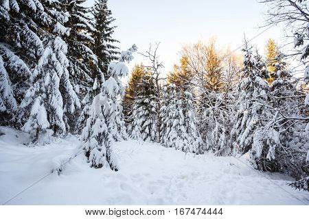 At Baraque Michel there are an lot of trees in the snow at the winter
