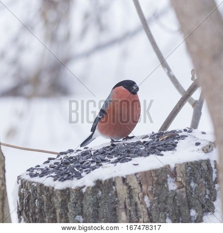 Red-colored Male of Eurasian Bullfinch Pyrrhula pyrrhula close-up portrait on stump with sunflower seeds selective focus shallow DOF