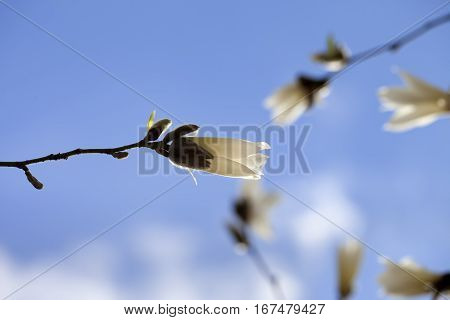 Buds of blooming magnolia and blue sky in spring day
