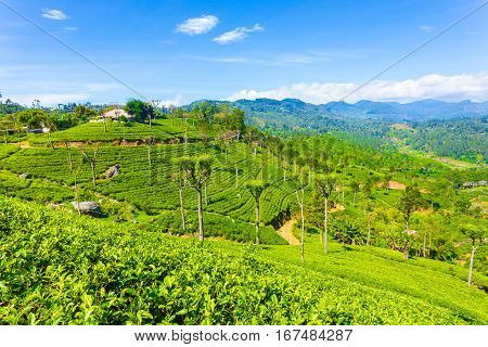 Haputale Highland Tea Plantation Estate House H