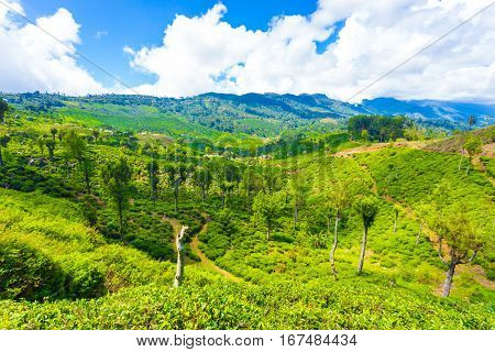 Haputale Hill Country Tea Plantation Scenic View H