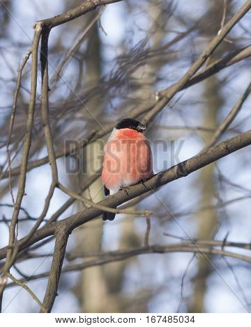 Red-colored Male of Eurasian Bullfinch Pyrrhula pyrrhula close-up portrait on branch with bokeh background selective focus shallow DOF