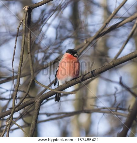 Red-colored Male of Eurasian Bullfinch Pyrrhula pyrrhula close-up portrait on branch with bokeh background selective focus shallow DOF