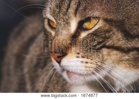 猫肖像