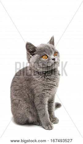 British gray kitten isolated on white background