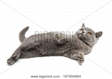 British gray kitten isolated on white background