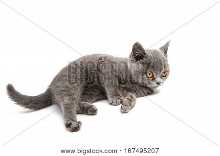 gray British kitten isolated on white background