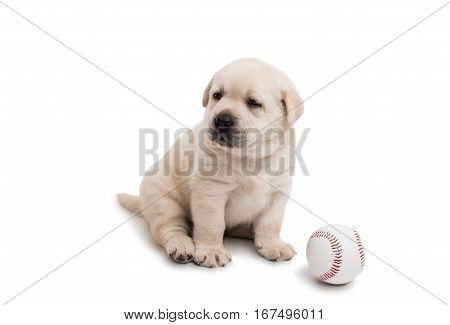 white labrador puppy on a white background