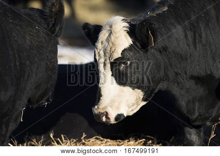 Black Angus cows in a feed lot in Minnesota