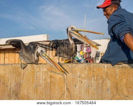 Paracas Peru - May 24 2016: Local man is feeding the pelicans