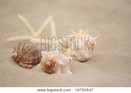 kagyló a strandon - gyűjteménye a nyaralás ideje