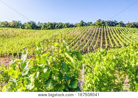 Vineyard In Summer